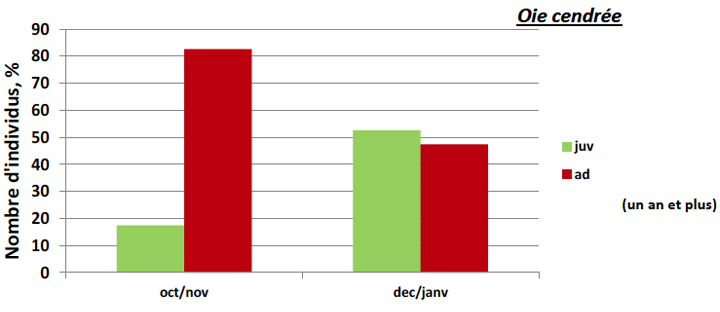 Bilan du suivi de l’âge ratio des oies grises prélevées à la chasse durant la saison 2012/2013
