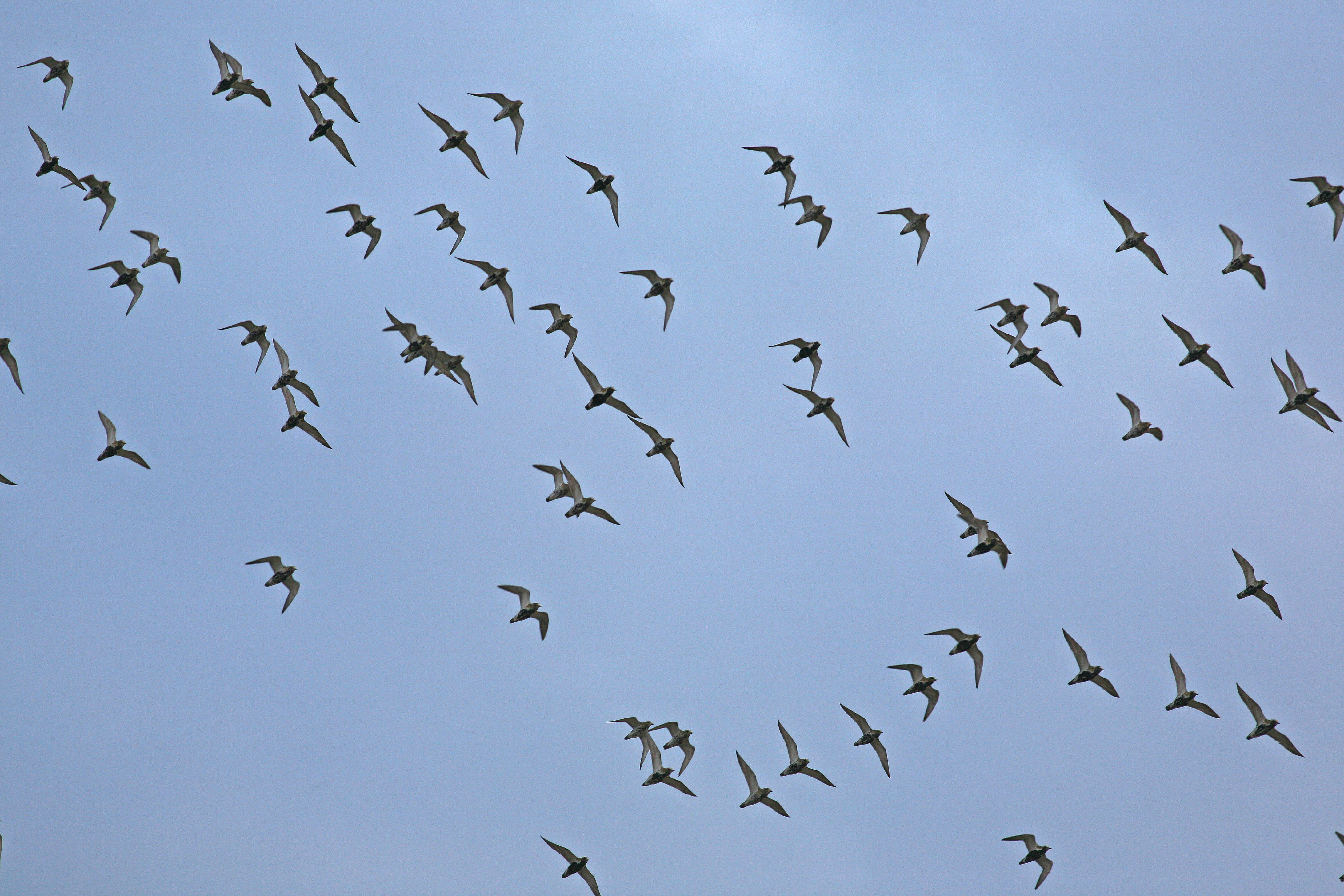 Comprendre les déplacements des oiseaux migrateurs